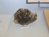 3_Vitrine21_oben_c_Stromatolith_KB