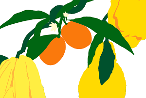 citrus palmengarten