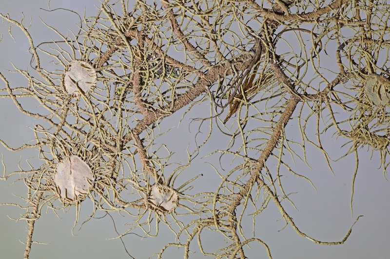 Über 200 Jahre alter Papierbogen mit der Reichblütigen Bartflechte (Usnea florida) © Dr. Manfred Henze.jpg
