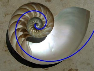Nautilus-Spirale