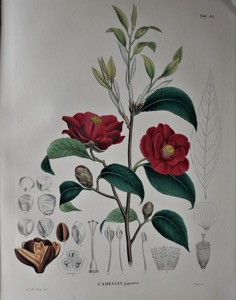 Tafel Camellia japonica aus dem Katalog Hortus Botanicus - Constantin von Brandenstein Zeppelin