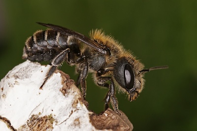 Blaugrüne Mauerbiene (Osmia caerulescens), Weibchen © Andreas Haselböck