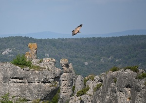 Felsgruppe in den Cevennen mit Gänsegeier © Martin Schroth