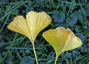 Ginkgo-Blätter © Dr. Hilke Steinecke