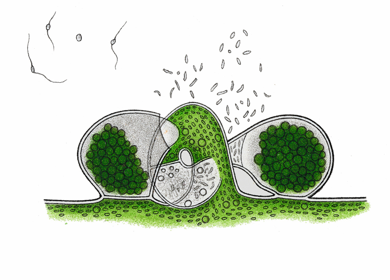Befruchtungsakt der Goldgelben Alge (Vaucheria sessilis) © gemeinfrei, Urheber N. Pringsheim 1855