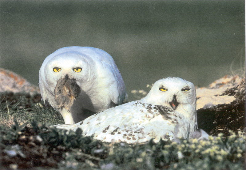 Schneeeulen mit Lemming © Gilg-Sabard Schneeeulen mit Lemming © Gilg-Sabard