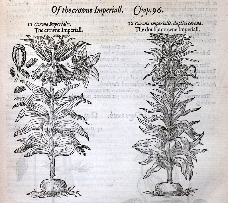 Corona imperialis (Kaiserkrone) © Dr. Stefan Schneckenburger