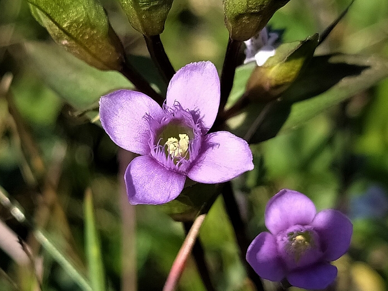 Feld-Kranz-Enzian (Gentianella campestris) © Dr. Arthur Händler