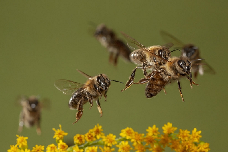 Honigbienen © Ingo Arndt